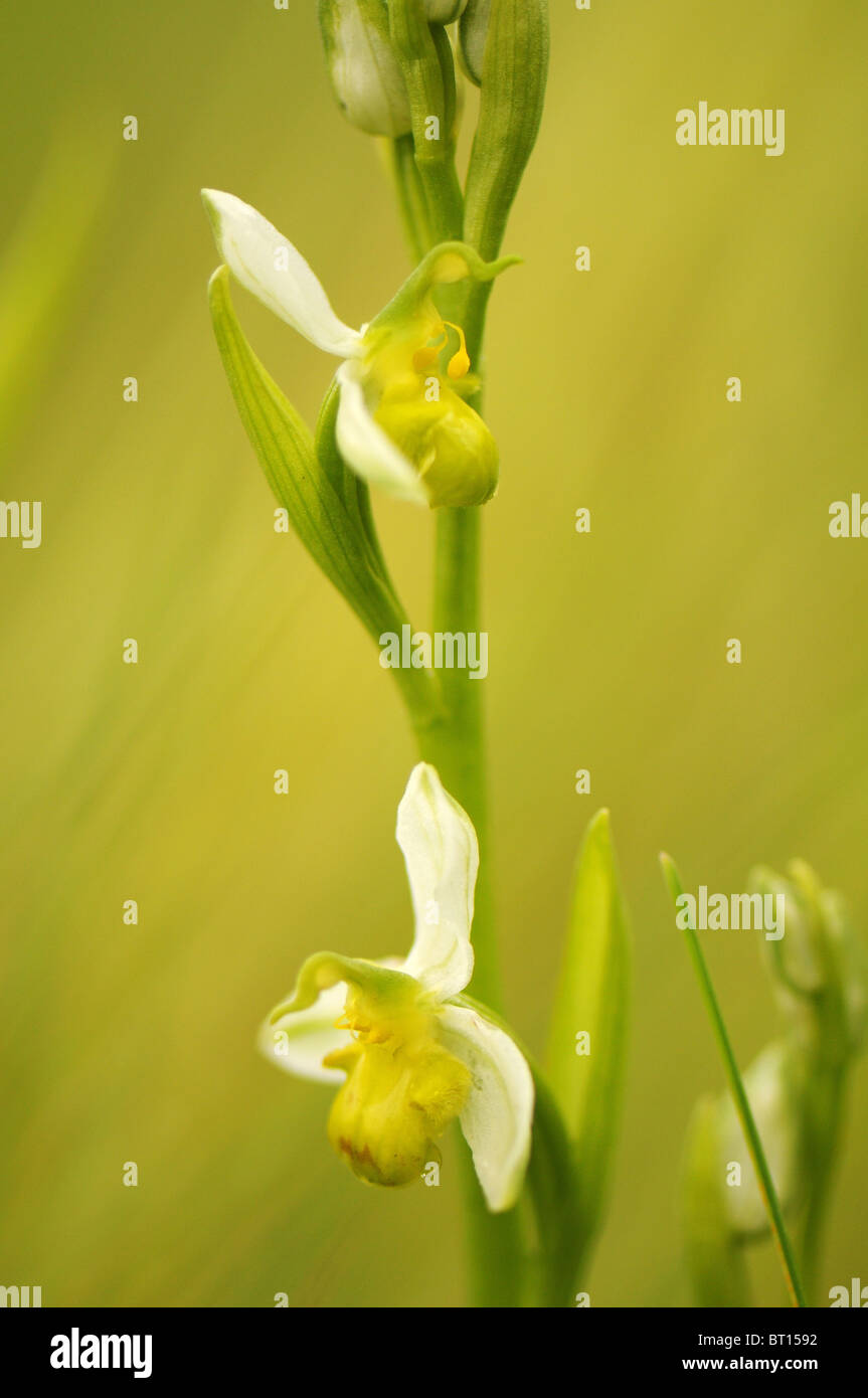 Ophrys apifera chlorantha trovati su un orlo di erba in Vandea in Francia Foto Stock