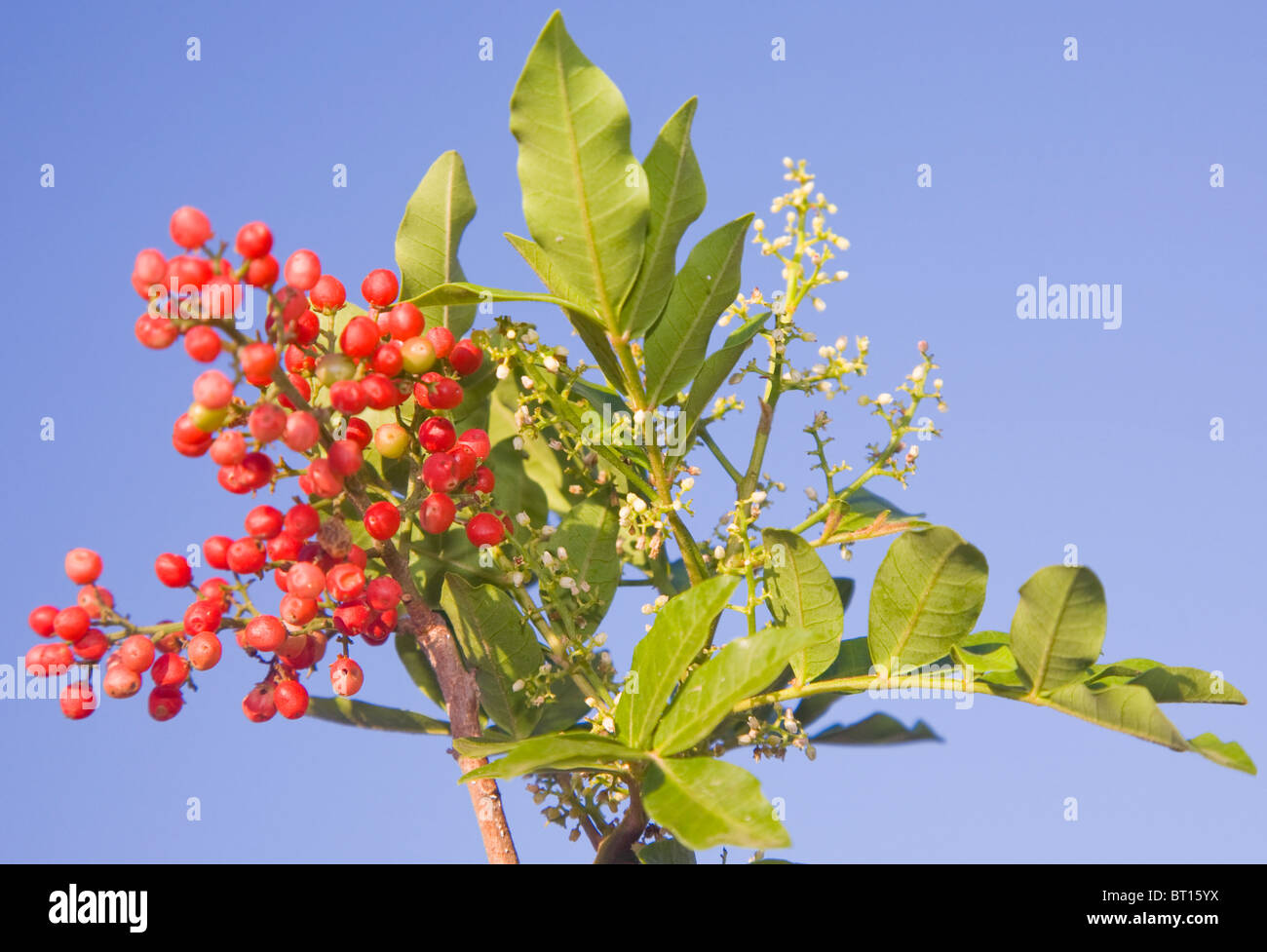 Falso pepe o Schinus terebinthifolius in fiore con bacche rosse Foto Stock
