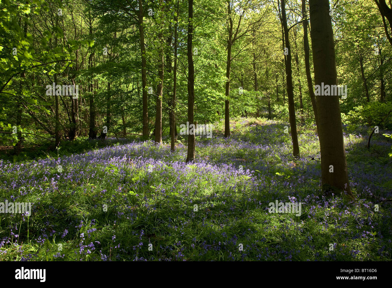 Sycamore bluebell legno vicino Swainby, North York Moors National Park Foto Stock
