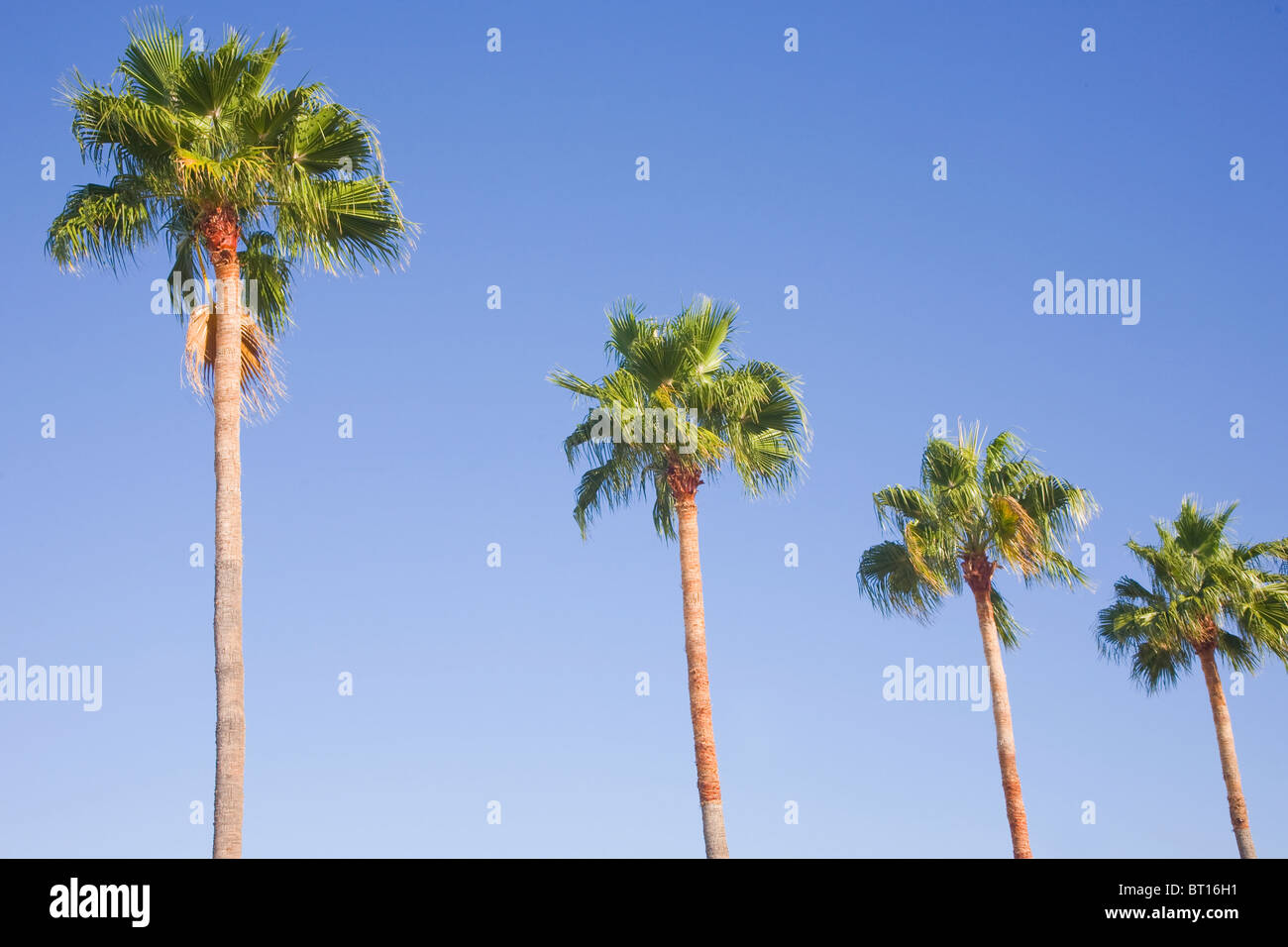 Fila di Washingtonia filifera palme in Gran Canaria Foto Stock