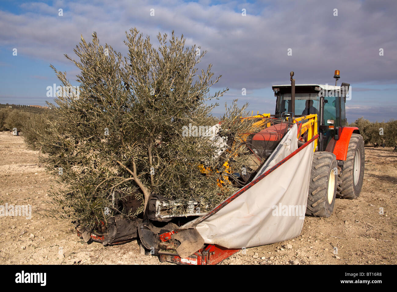 Recolección mecánica de la aceituna en Estepa Sevilla Andalucía España raccolta Meccanica olive Andalusia Spagna Foto Stock