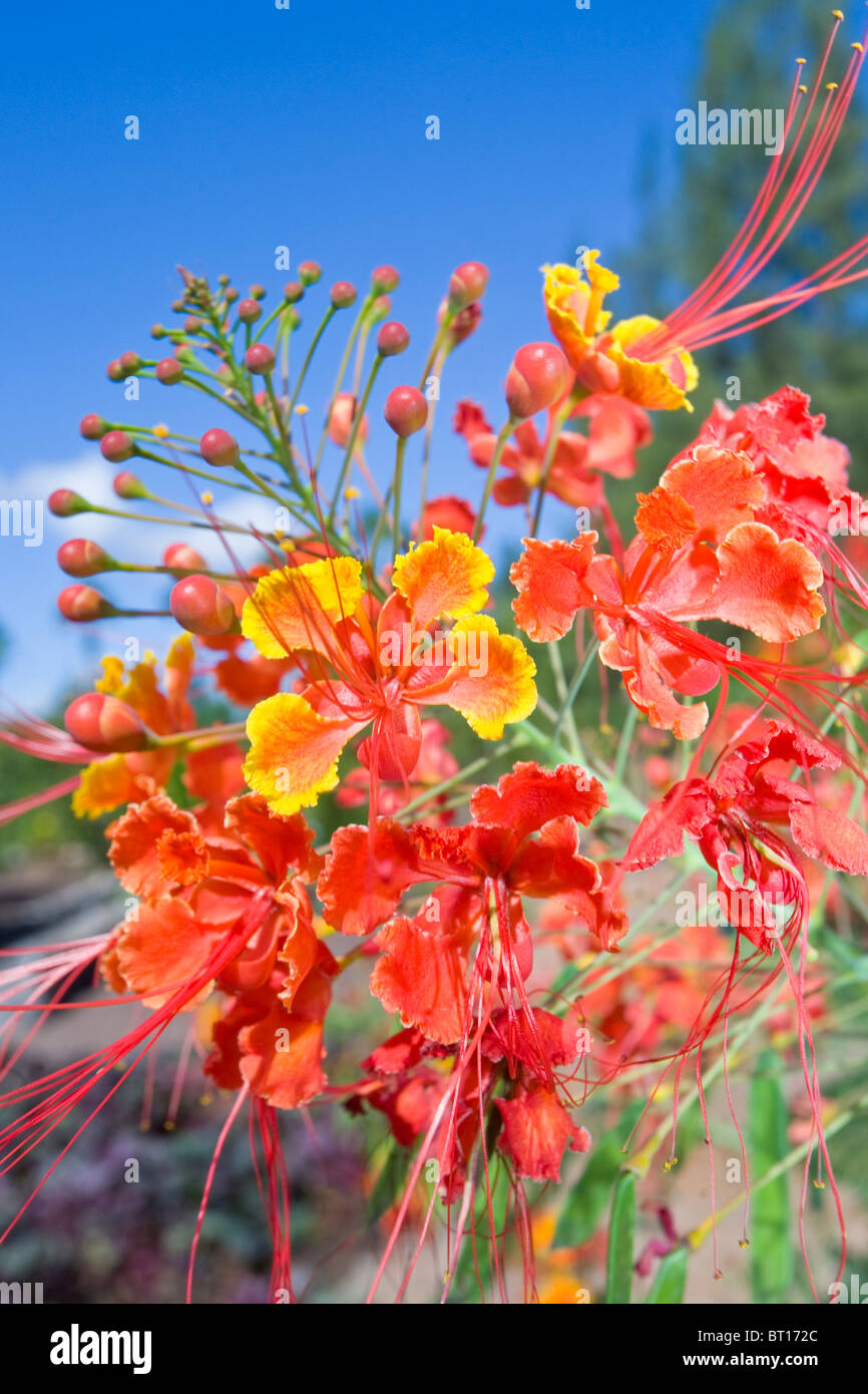 Caesalpinia pulcherrima o il pavone fiore Foto Stock