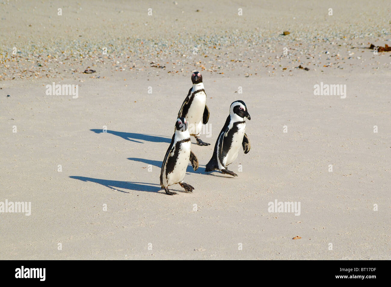 I Penguins africani sulla Spiaggia Boulders presso la Western Cape, Simonstown, Sud Africa Foto Stock