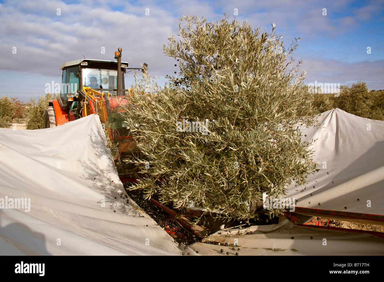 Recolección mecánica de la aceituna en Estepa Sevilla Andalucía España raccolta Meccanica olive Andalusia Spagna Foto Stock