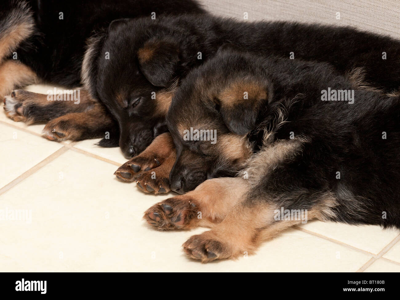 Pastore Tedesco cuccioli di cane a quattro settimane Foto Stock