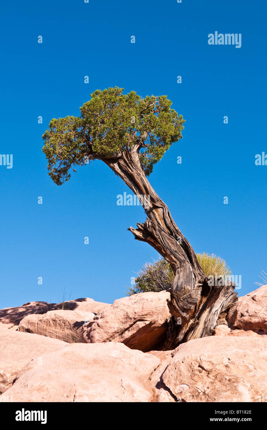 Utah Juniper, Juniperus osteosperma, al punto Torowep, Area Tuweep, Grand Canyon North Rim, Arizona, Stati Uniti d'America Foto Stock