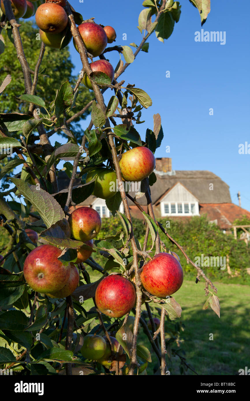 Apple orchard e cottage Foto Stock