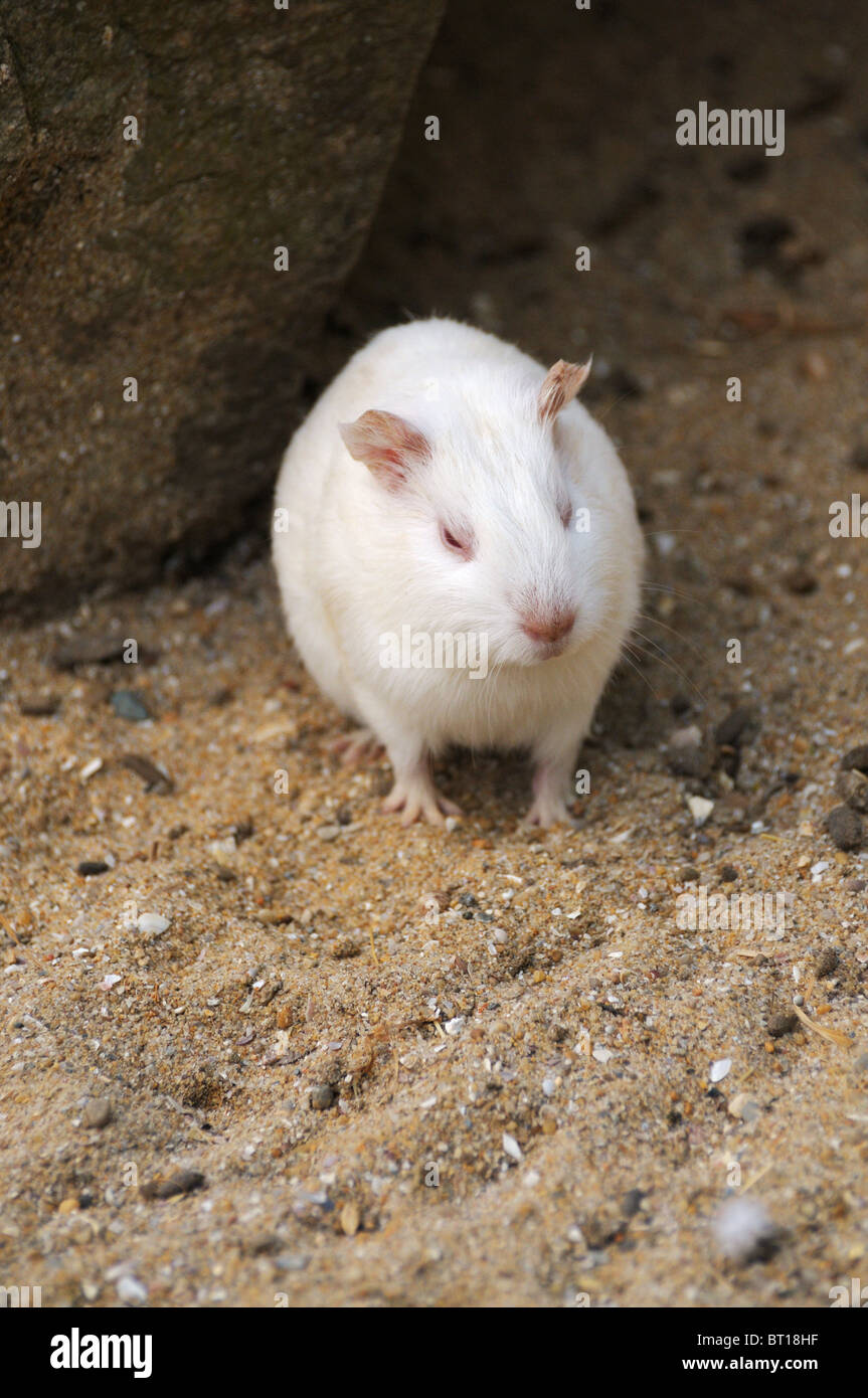 Un bianco cavia in un parco zoologico in Vandea, Francia Foto Stock