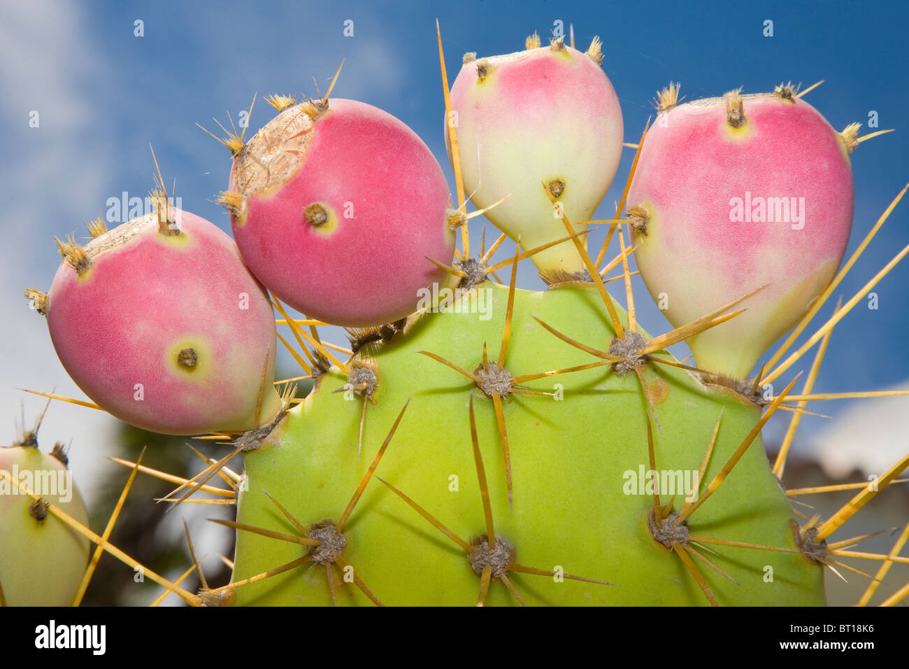 Frutto di Opuntia ficus-indica sulla pianta Foto Stock
