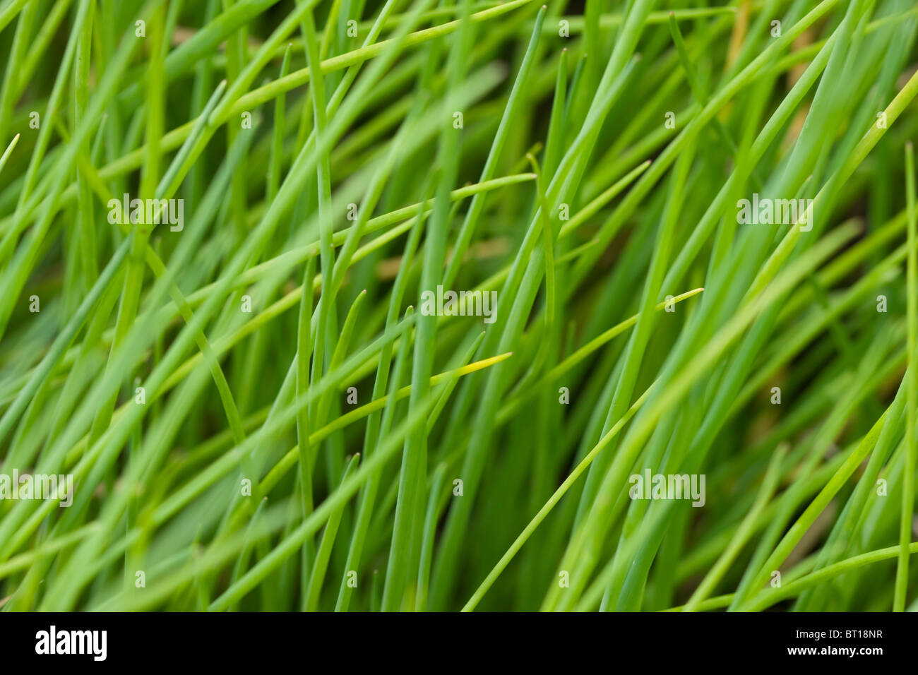 Macro shot di erba cipollina Foto Stock
