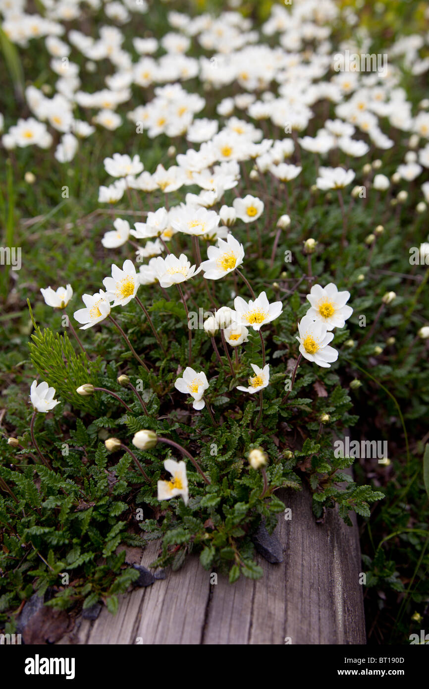 Mountain avens ( Dryas octopetala rosacee ) blooming Foto Stock