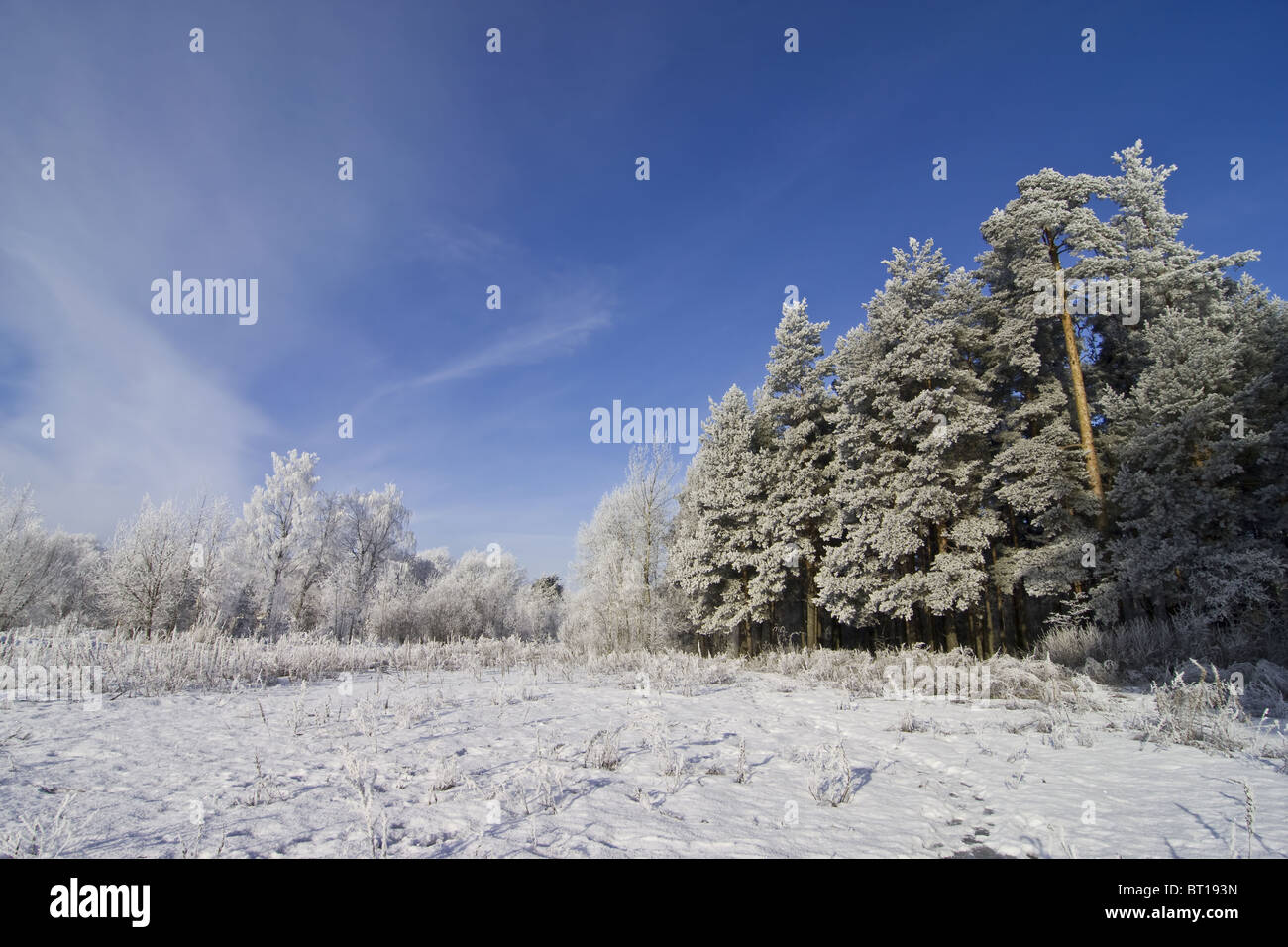 La foresta e il campo coperto di neve su una bella giornata invernale Foto Stock