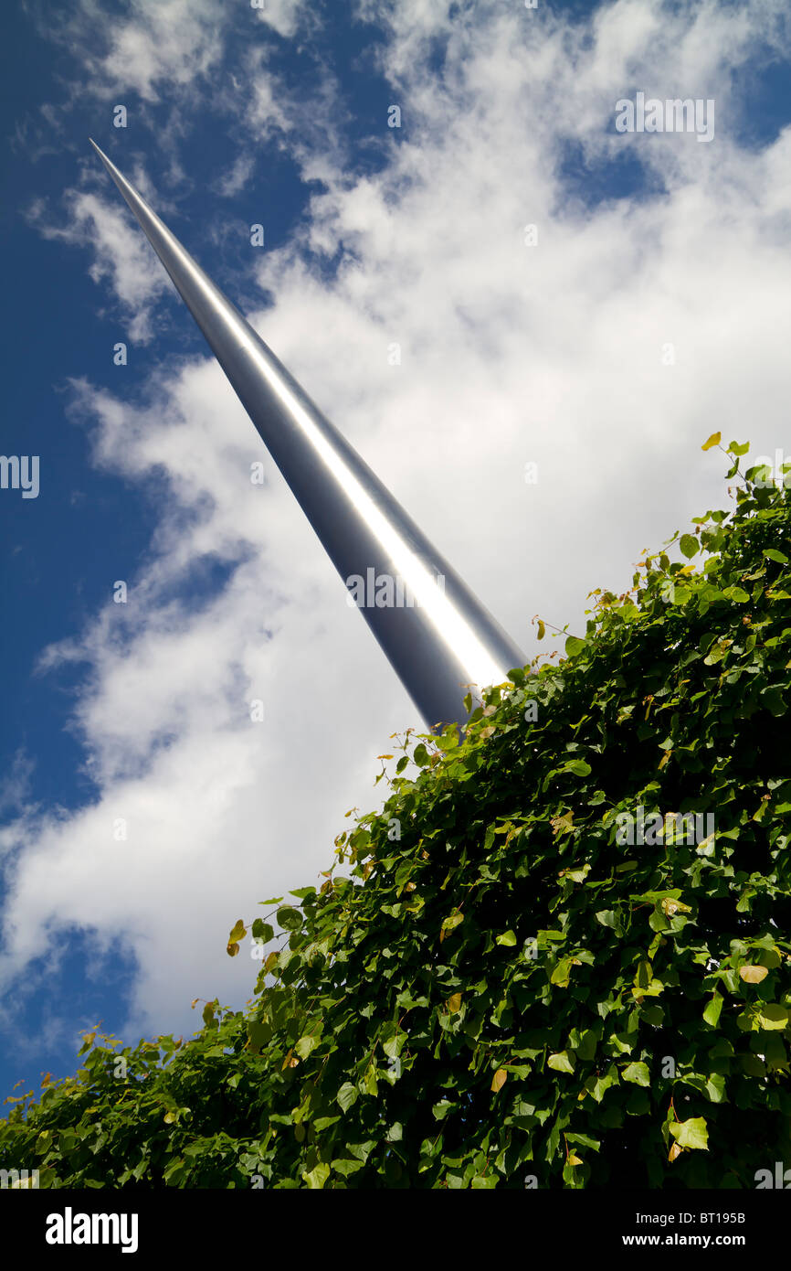 Colpo di Dublin Spire su un albero. Foto Stock