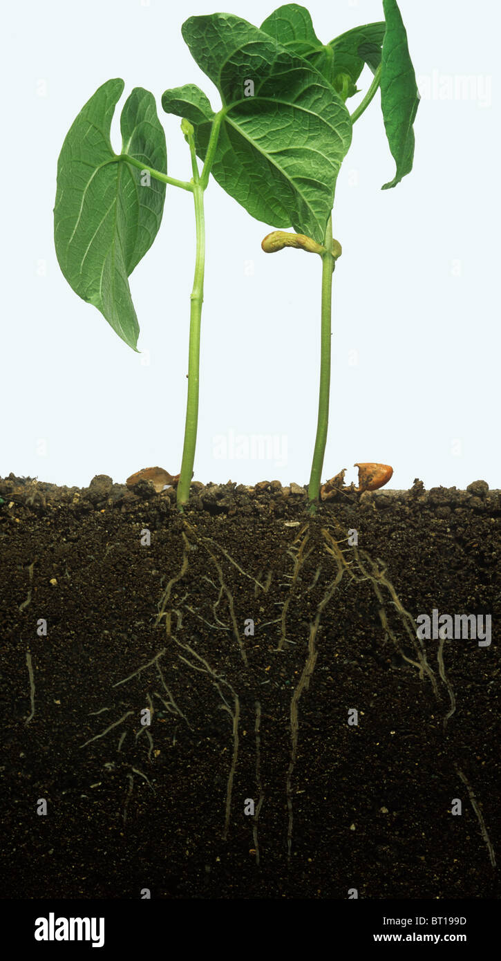 Fagiolo francese (Phaseolus vulgaris) impianto che mostra le radici nel terreno in piano in vetro a lato serbatoio Foto Stock