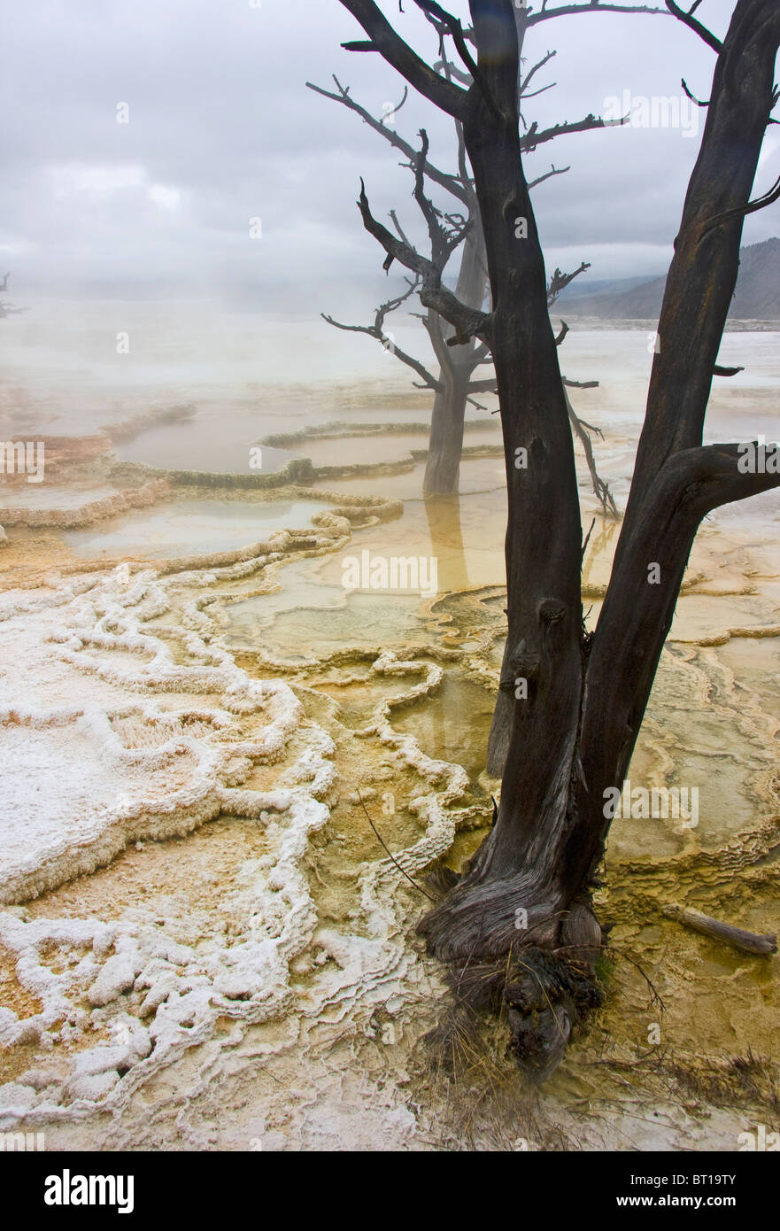 Molla delle Canarie, Mammoth Hot Springs, il Parco Nazionale di Yellowstone, STATI UNITI D'AMERICA Foto Stock