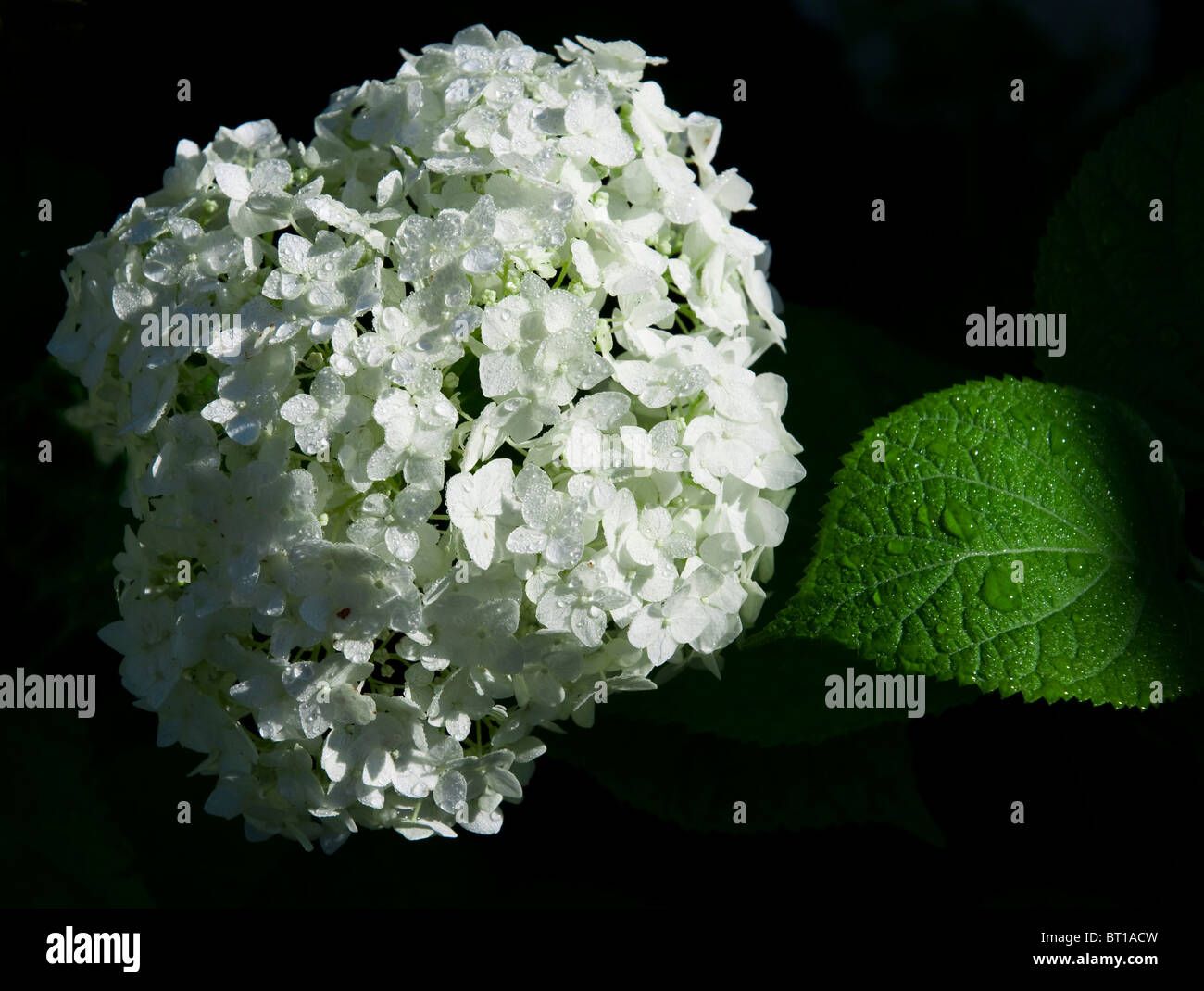 White hydrangea fiori e verde foglia con gocce di pioggia su sfondo nero. Foto Stock