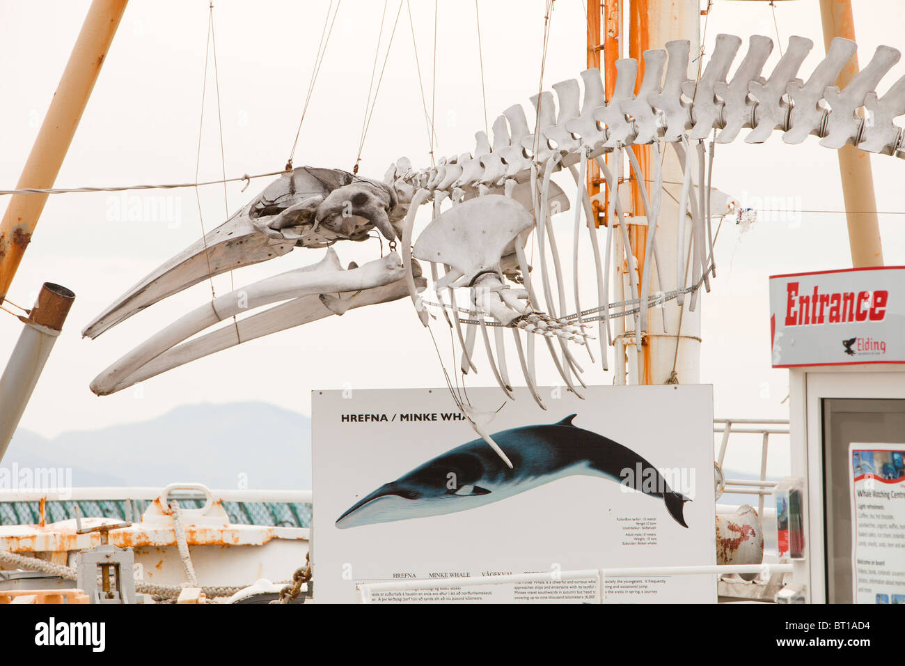 Una Minke Whale Skeleton su una barca per fare Whale watching a Reykjavik, Islanda, Foto Stock