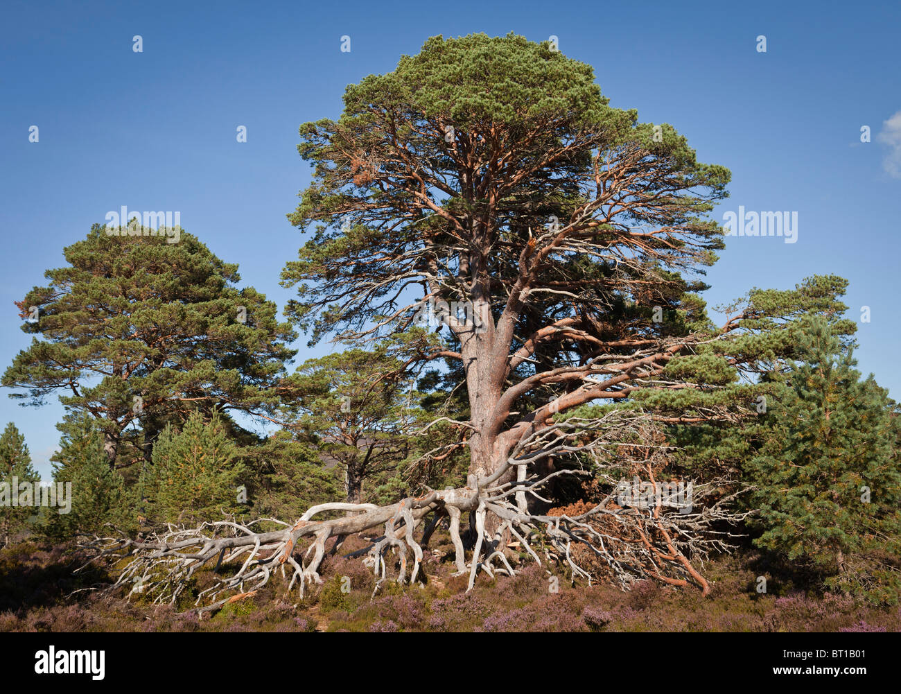 Viste del pomeriggio in estate di pino silvestre alberi vicino a glenmore a Aviemore Foto Stock