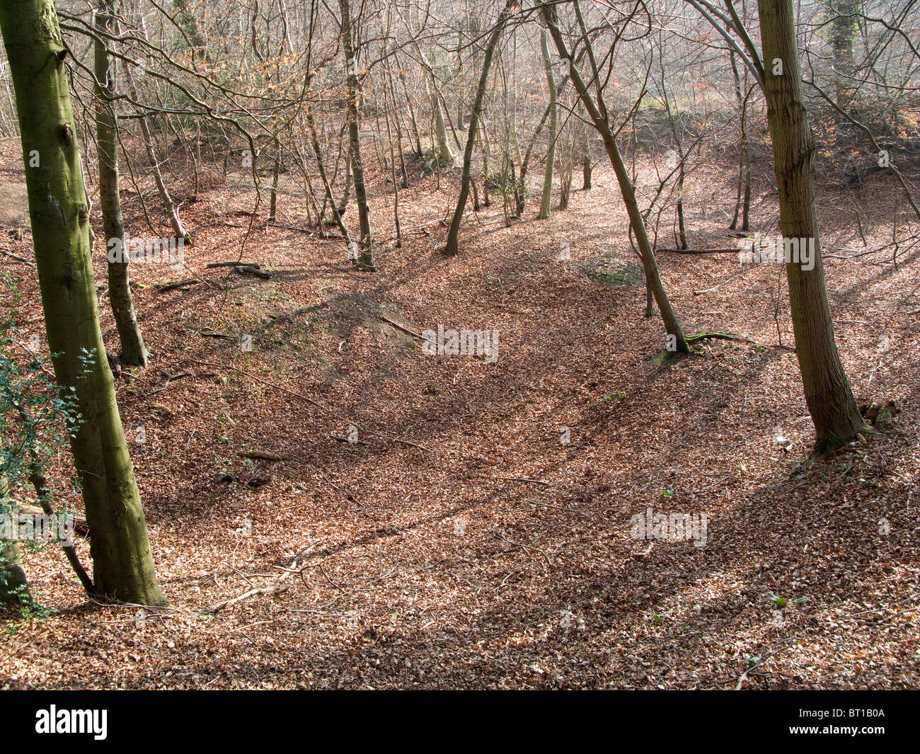 Foglie autunnali in un legno inglese Foto Stock