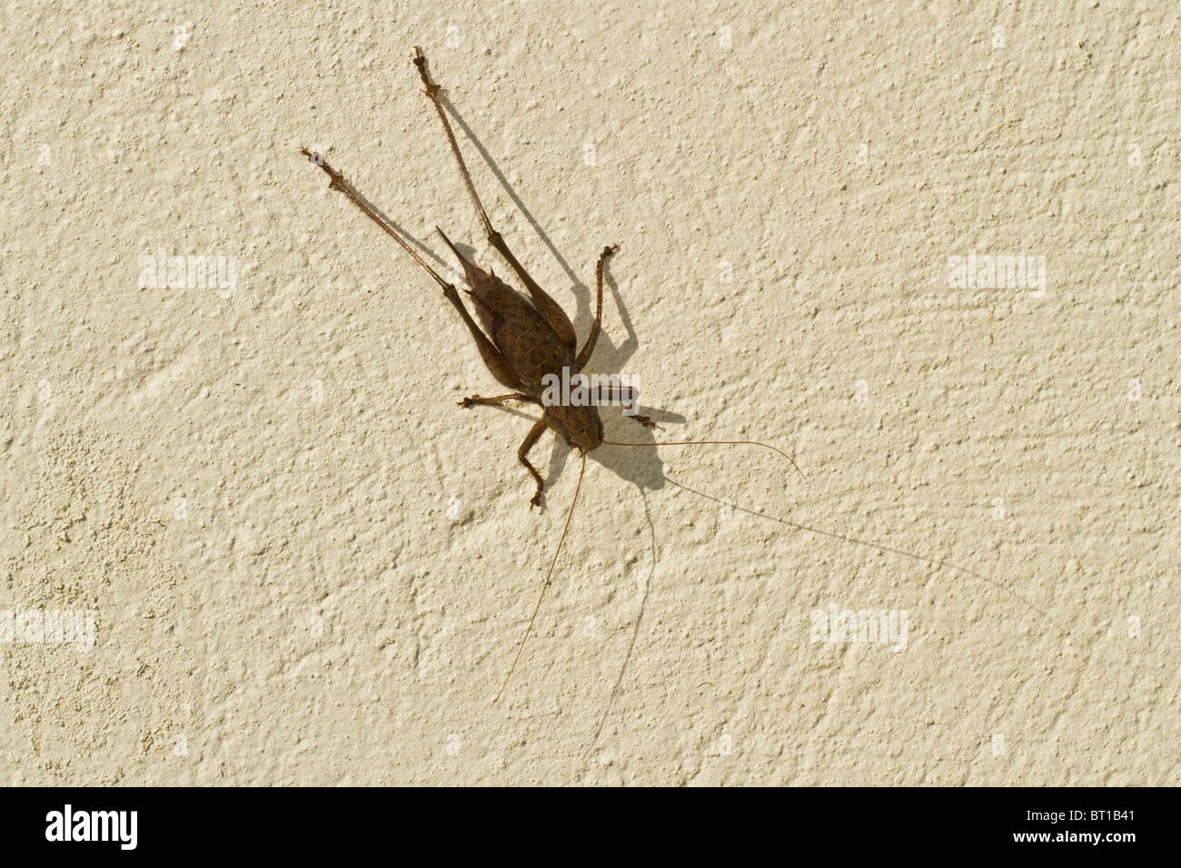 Dark Bush Cricket (Pholidoptera griseoaptera) sulla parete, Aldreth, Cambridgeshire Foto Stock