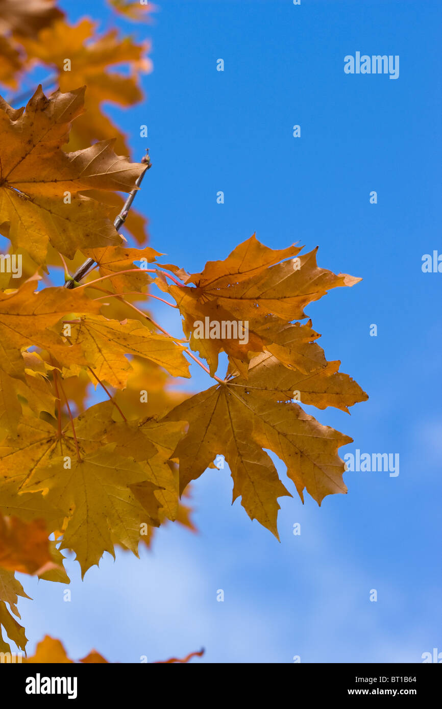 Bright Foglie di autunno sul cielo blu Foto Stock