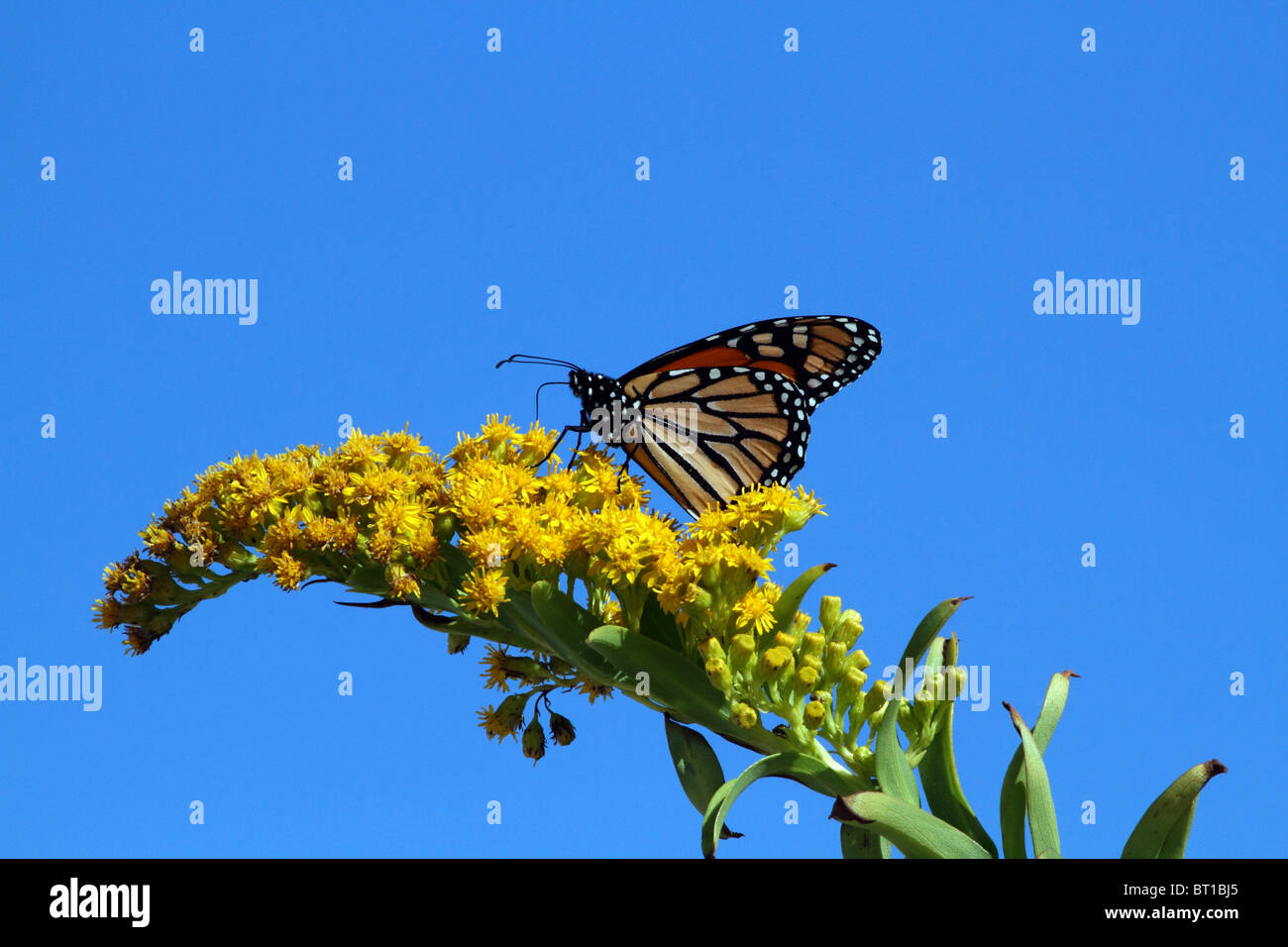 Farfalla monarca, Danaus plexippus, alimentando sul mare oro, Solidago sempervirens, come esso migra su Atlantic Flyway Foto Stock