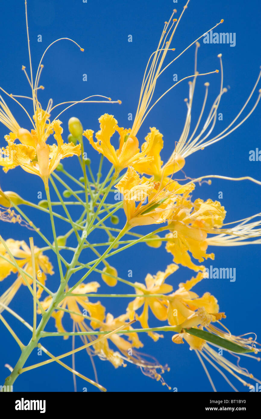 Caesalpinia pulcherrima o il pavone fiore Foto Stock