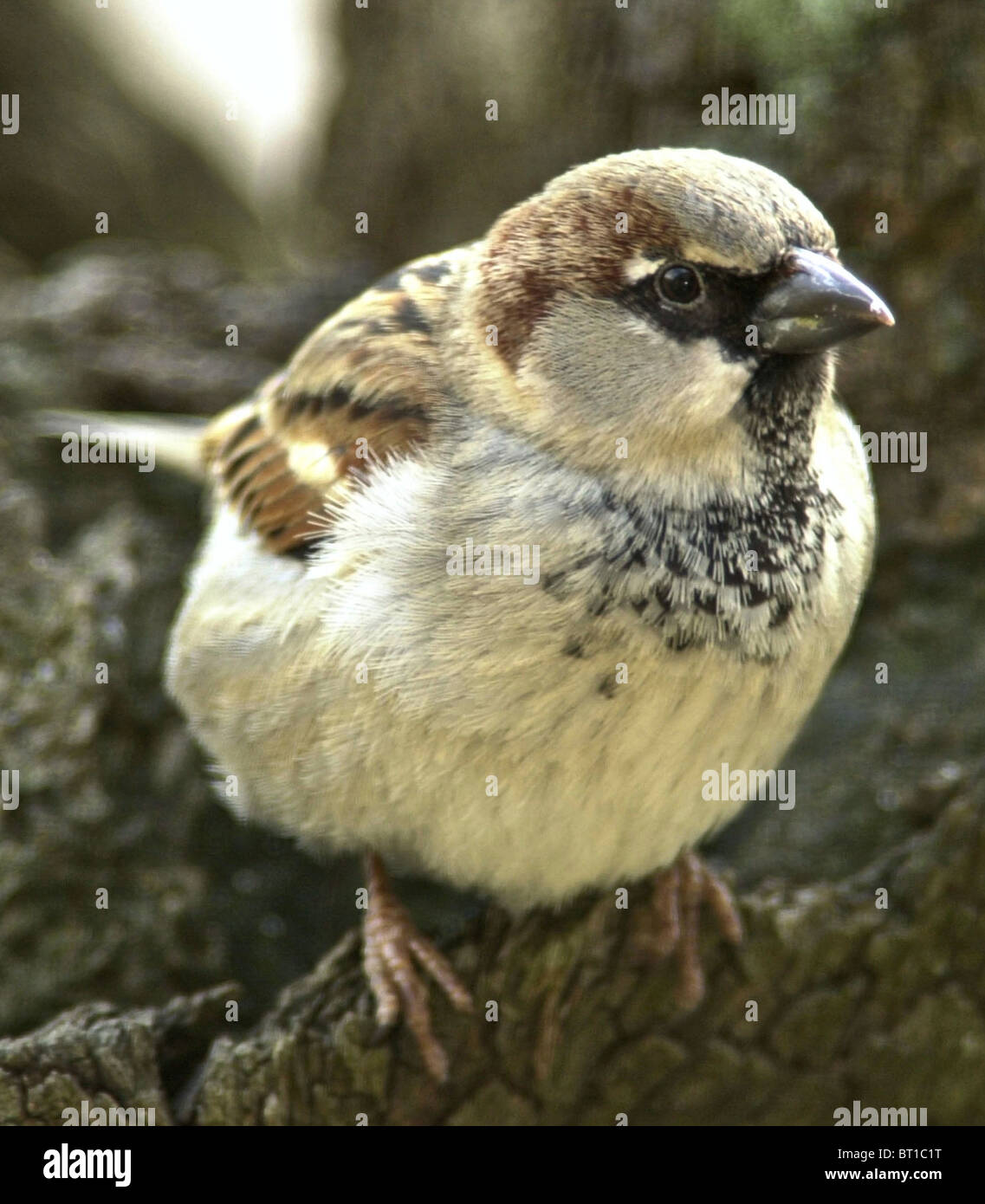 SPARROW casa passero (Passer domesticus) Ben amato British bird ora in grave declino. I giovani di sesso maschile. Foto Stock