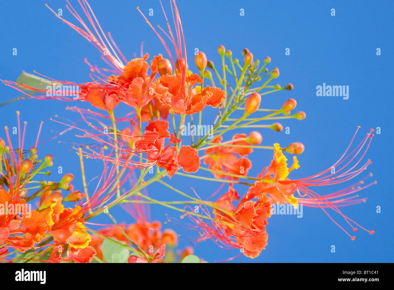 Caesalpinia pulcherrima o il pavone fiore Foto Stock