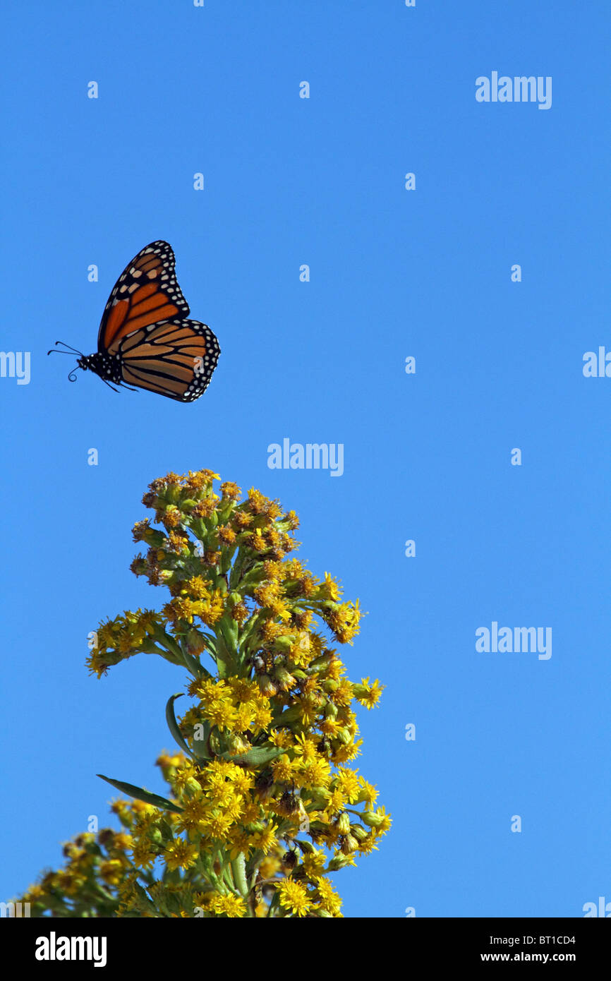 Farfalla monarca, Danaus plexippus, volando sul mare oro, Solidago sempervirens, come esso migra su Atlantic Flywa Foto Stock