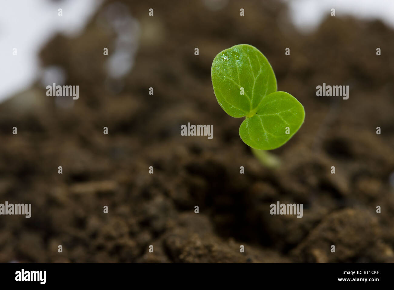 Piccolo impianto rompendo il suolo Foto Stock