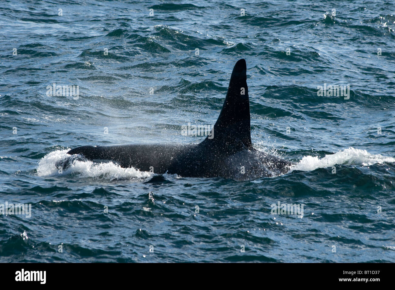 Orca a fornace di calce Punto San Juan Island nello Stato di Washington STATI UNITI D'AMERICA Foto Stock