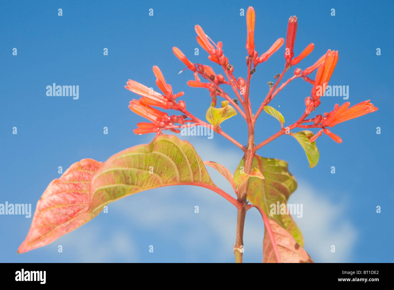 Hamelia patens in fiore contro un cielo blu Foto Stock