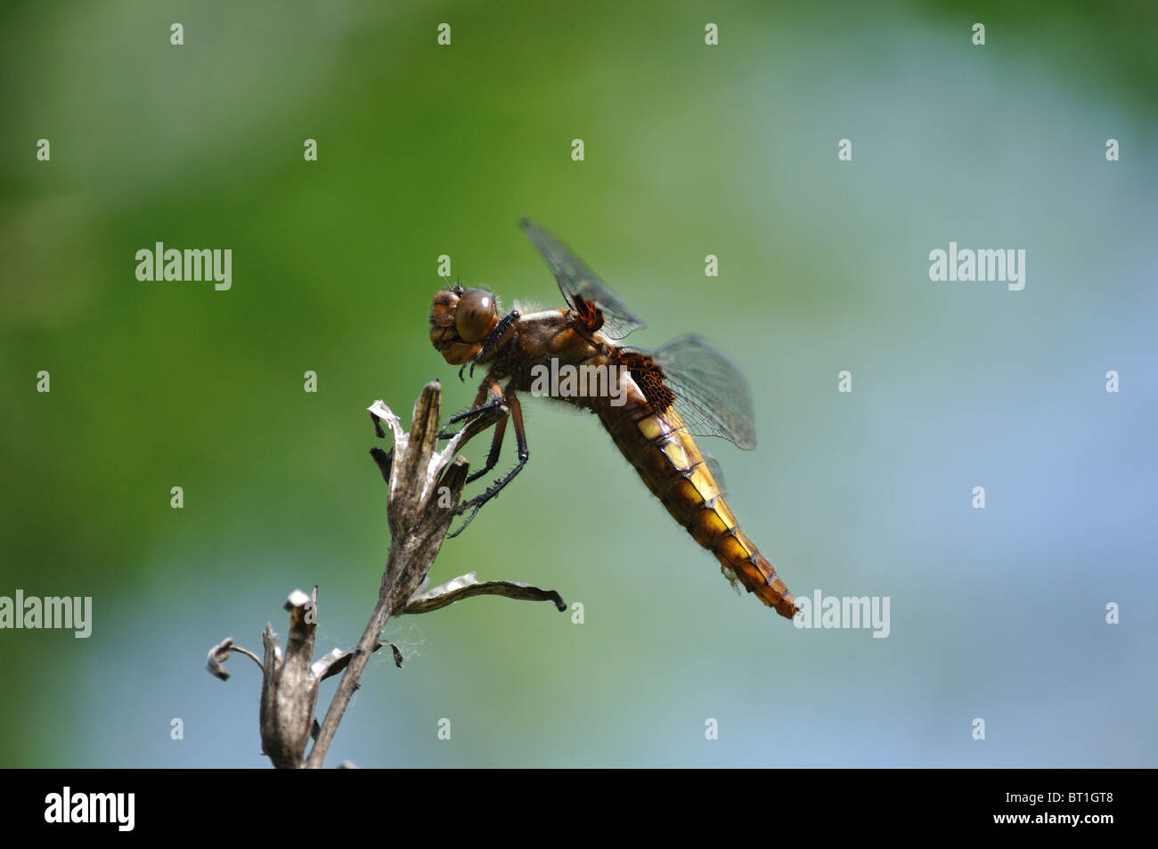 Chaser Broad-Bodied Dragonfly sul dolce sfondo verdolino Foto Stock