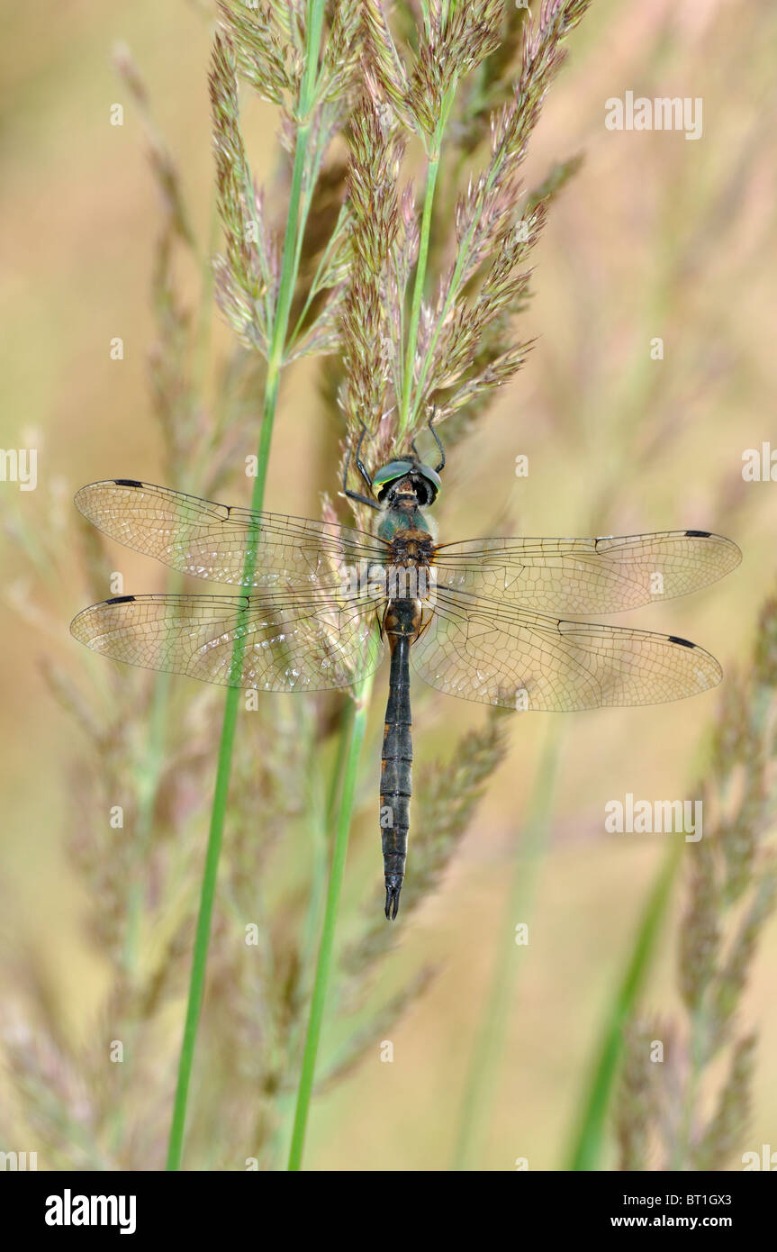 Roverella (smeraldo Cordulia aenea) green eyed libellula Foto Stock