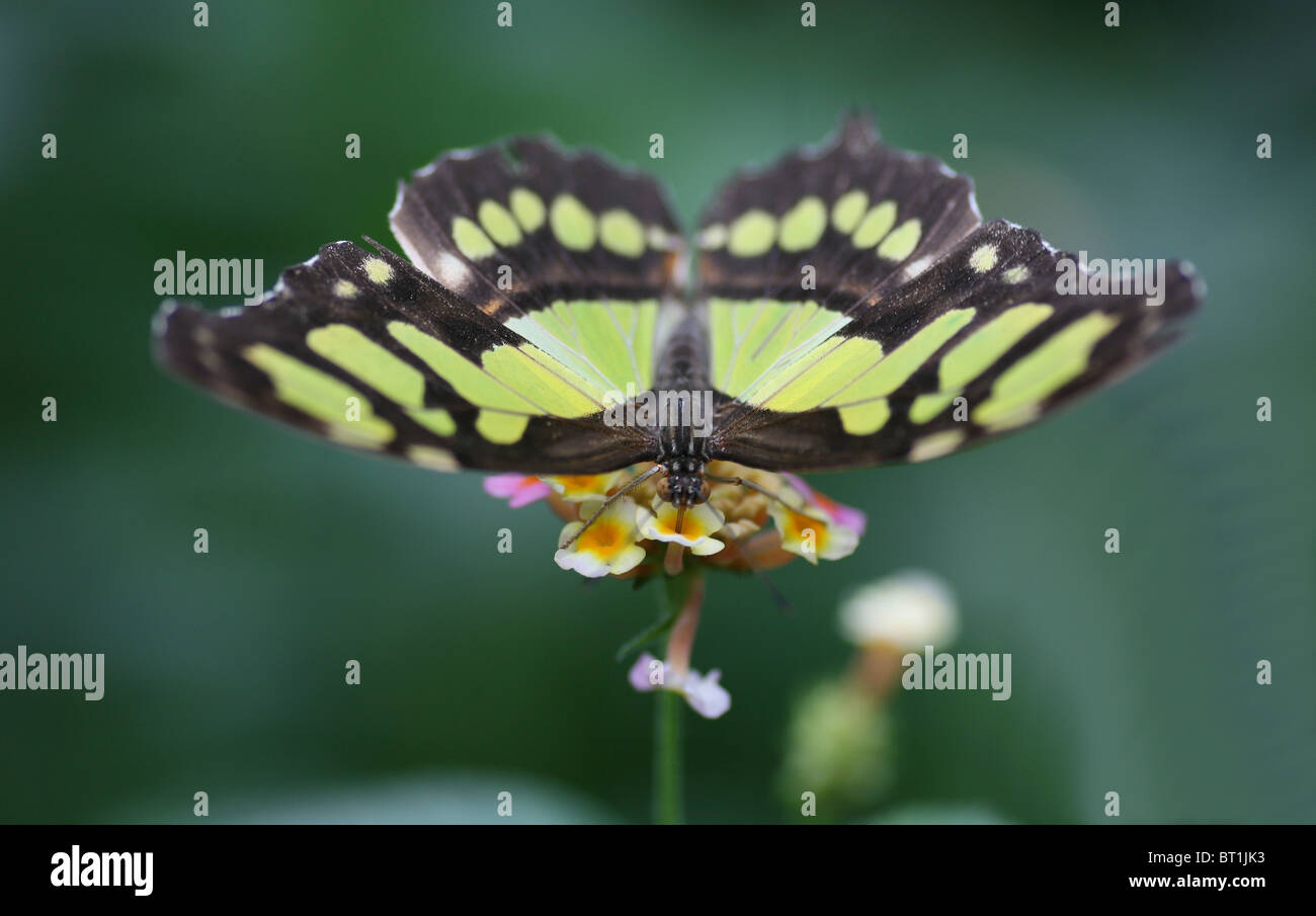 Una Malachite (Siprotea stelenes) farfalla dal Sud America Foto Stock