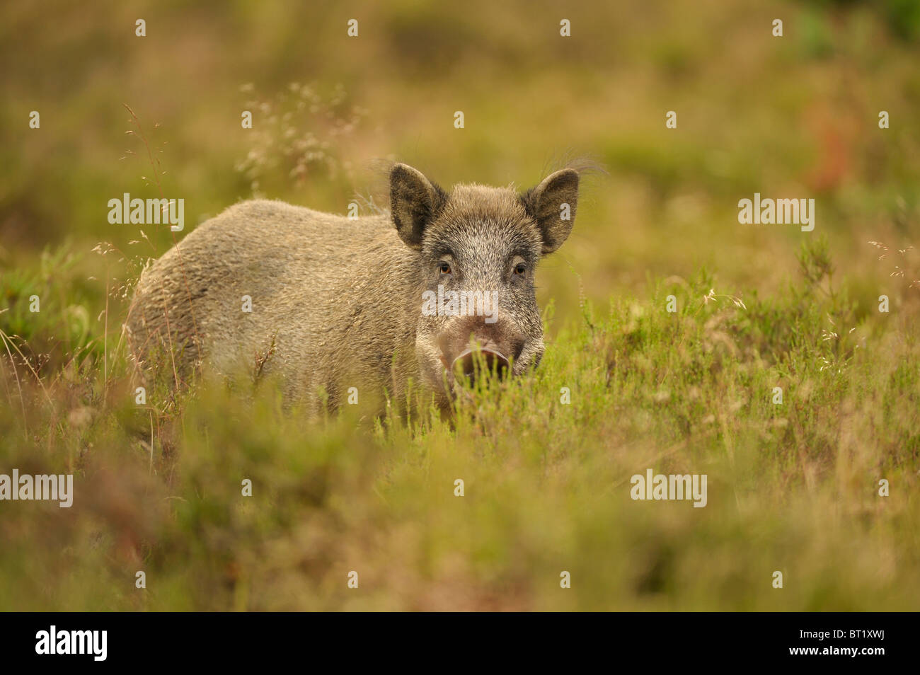 Il cinghiale (Sus scrofa). Maschio di foraggio in heather, Paesi Bassi. Foto Stock