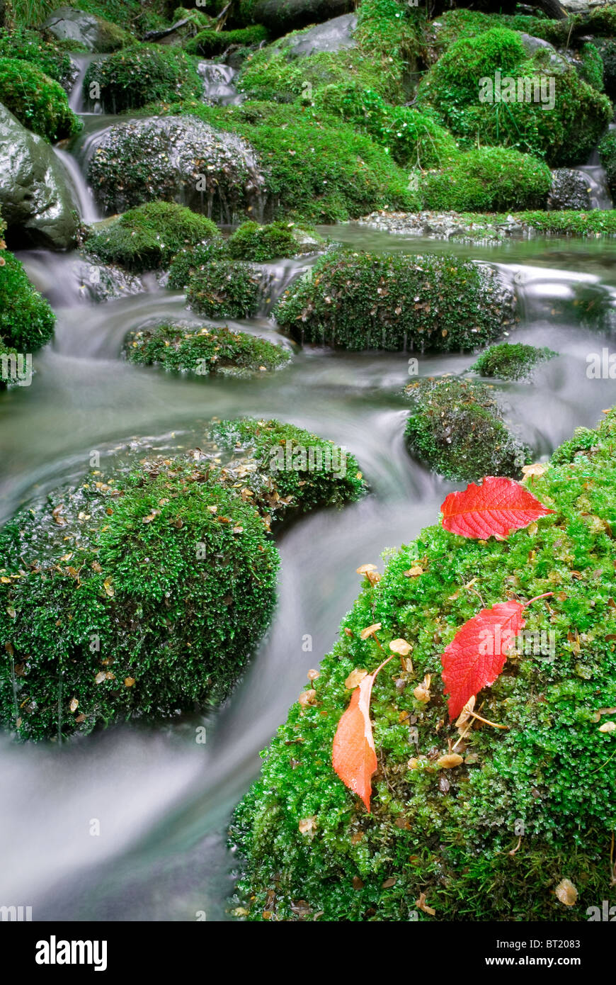 Flusso con moss ricoperta di rocce. Kaikoura, Nuova Zelanda Foto Stock