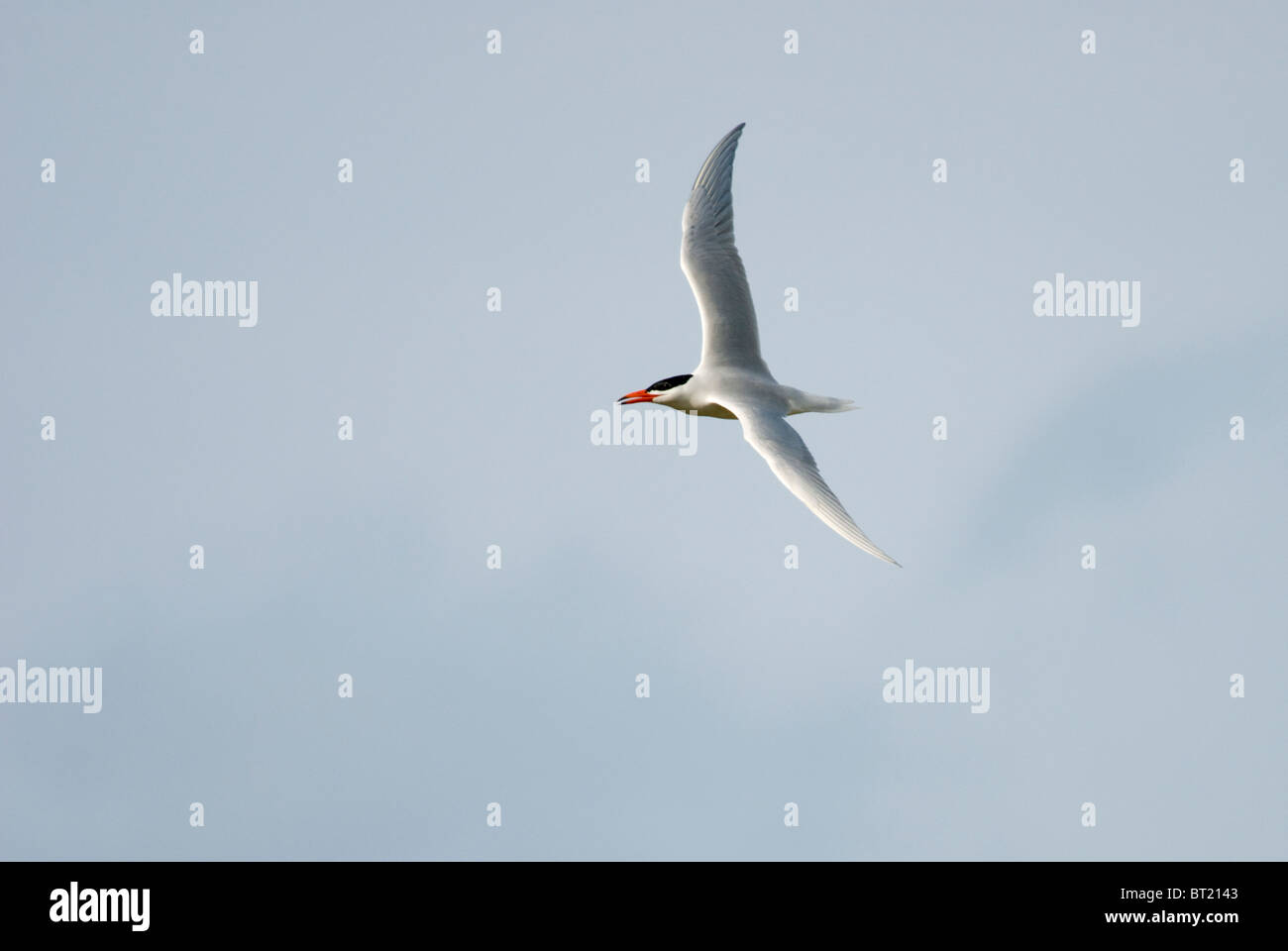 Adulto Caspian Tern Hydroprogne caspia battenti. Sumner, Nuova Zelanda Foto Stock