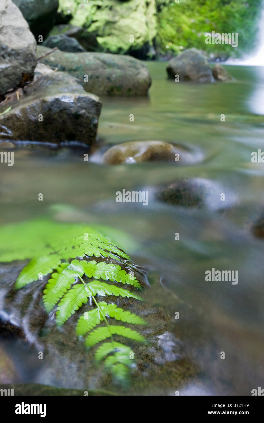 Flusso con moss ricoperta di rocce. Kaikoura, Nuova Zelanda Foto Stock