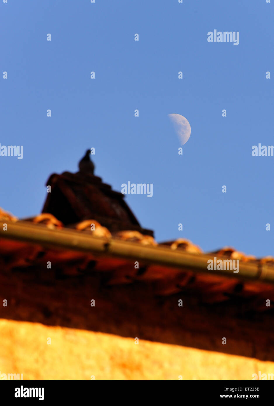 La colomba e la luna Foto Stock