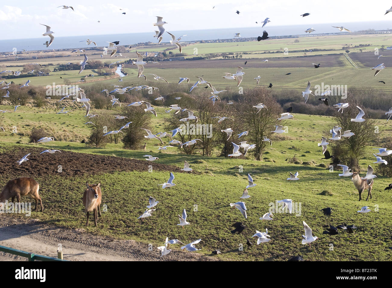 Un enorme sciame di uccelli Foto Stock