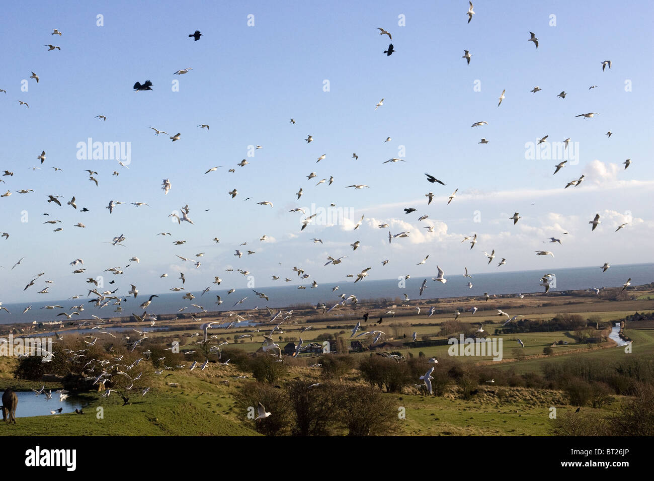 Un enorme sciame di uccelli Foto Stock