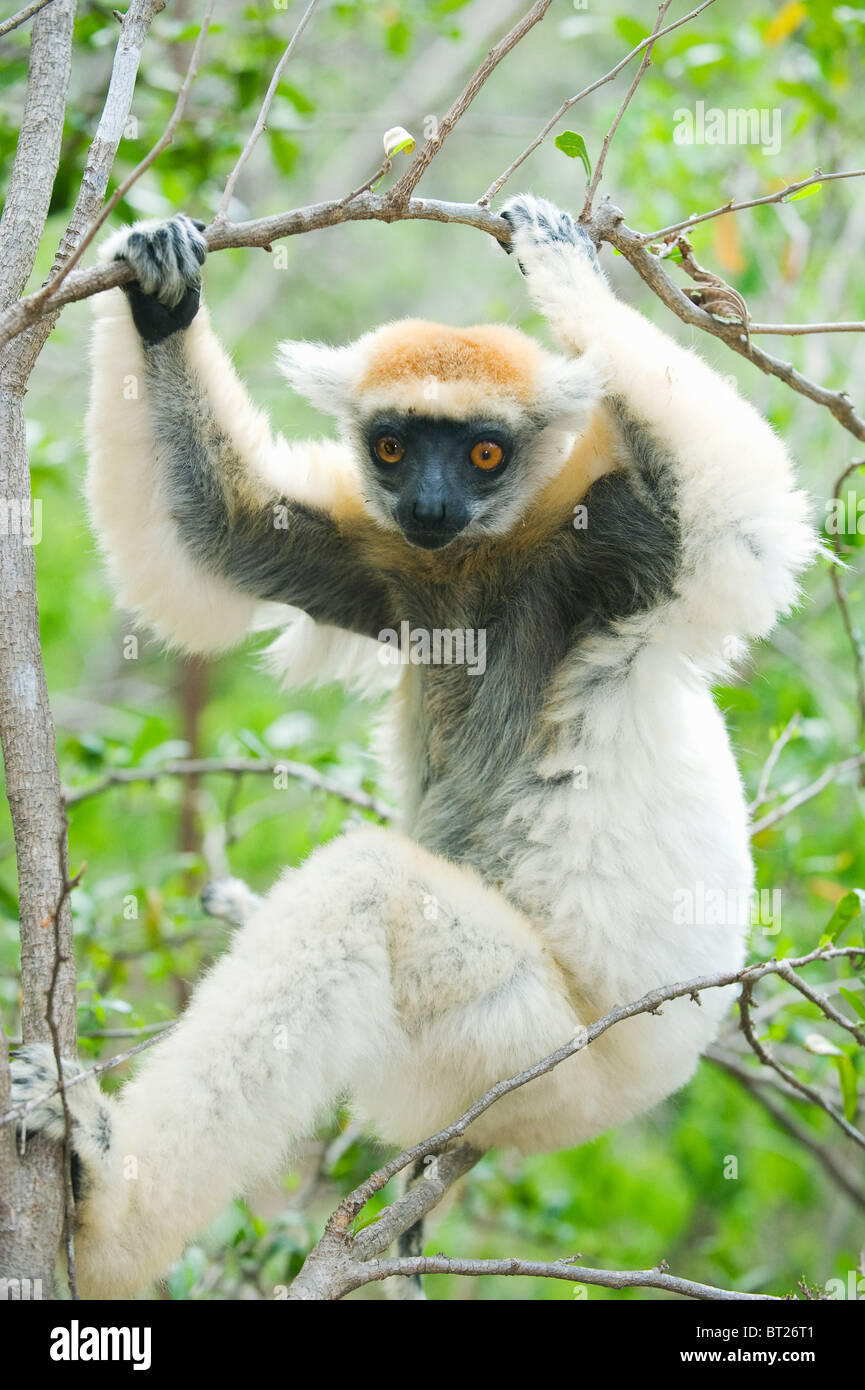 Golden-crowned Sifaka lemur (Propithecus tattersallli) Fenamby Riserva, Daraina, Madagascar Foto Stock