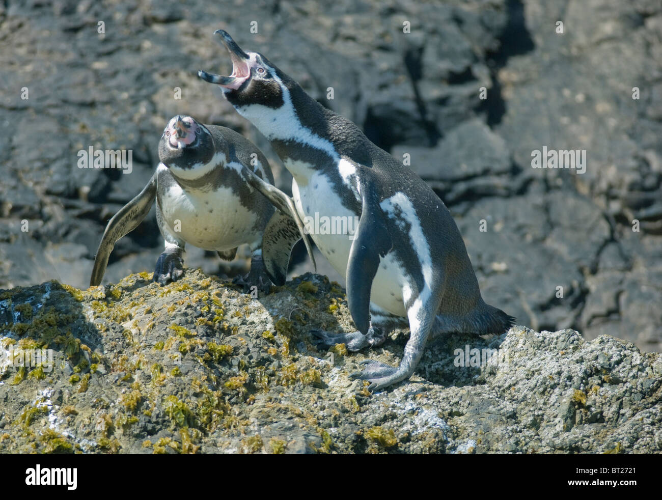 Pinguini Humboldt (Spheniscus Humboldti), Coppia di corteggiamento, in via di estinzione, Isola di Chiloe, Cile Foto Stock