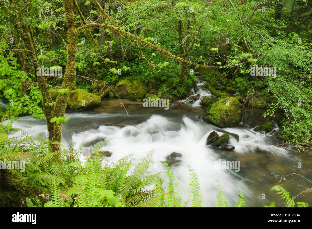 La foresta pluviale temperata, Mellicoma River, Coos County, Oregon, può Foto Stock