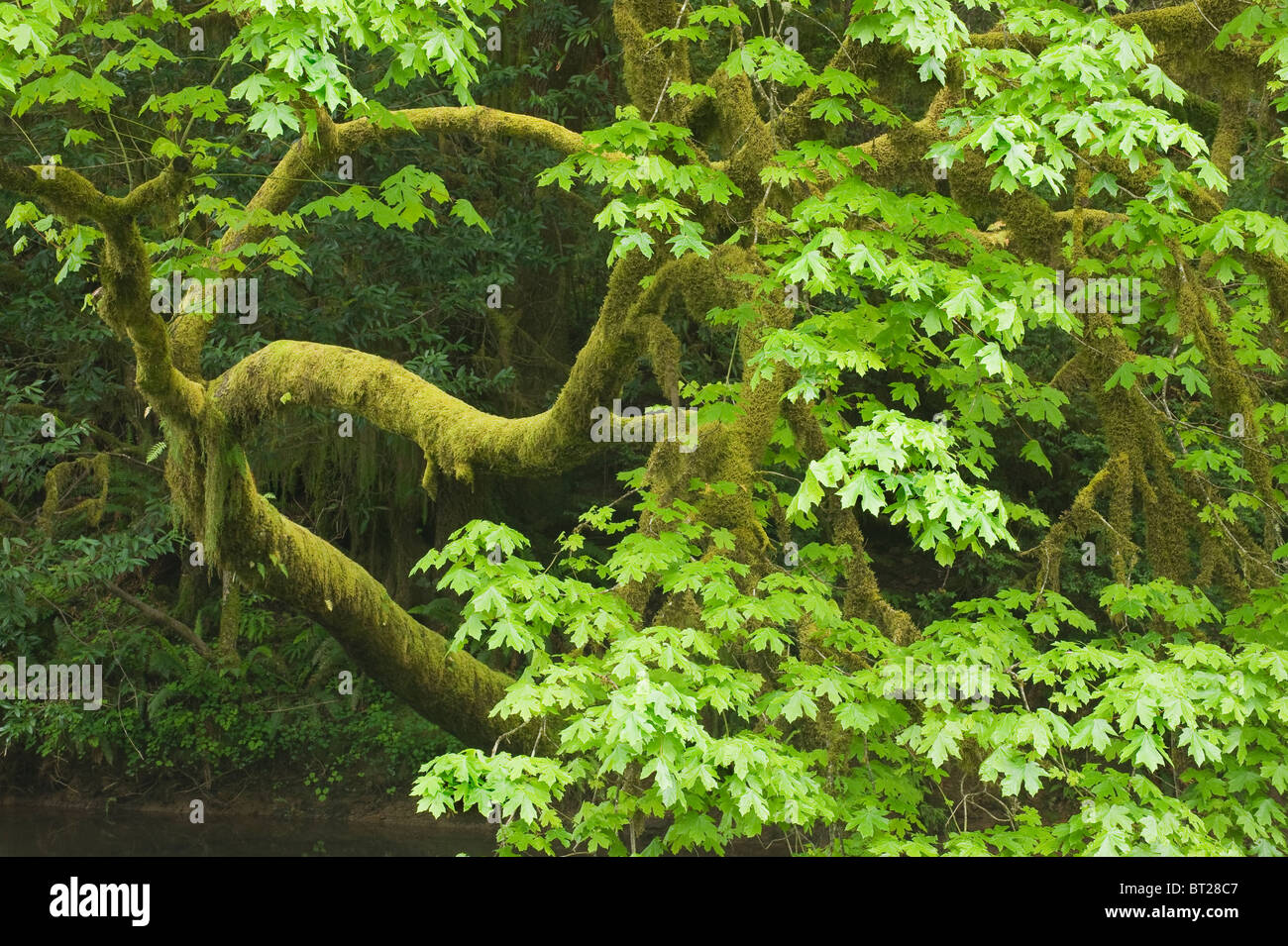 Acero Bigleaf (Acer macrophyllum) Sporgendoti Millicoma River, Cascade Mountains, Oregon Foto Stock