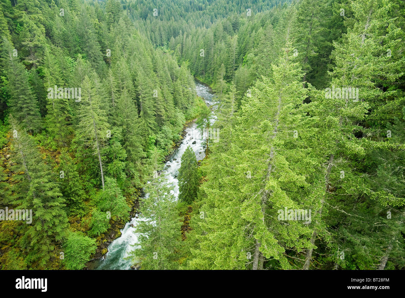 Foresta sempreverde, Wind River Gorge, Gifford Pinchot National Forest, Stati Uniti di Washington Foto Stock