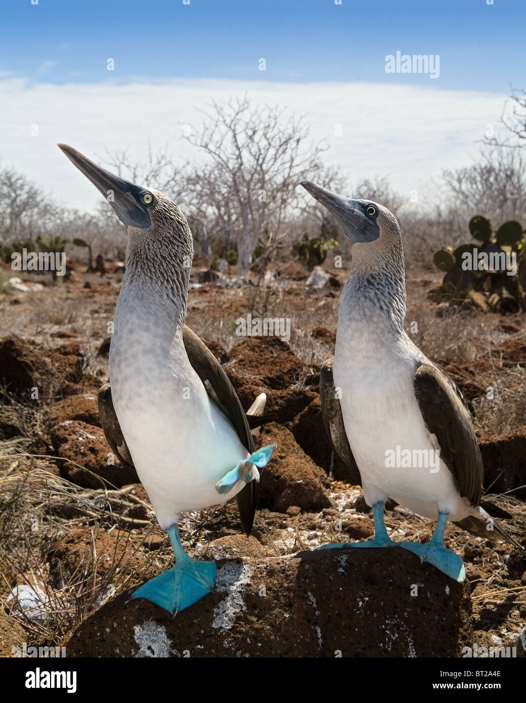 Il Blue-footed Boobies un uccello della famiglia Sulidae che comprende dieci specie di lungo-winged uccelli marini. Foto Stock