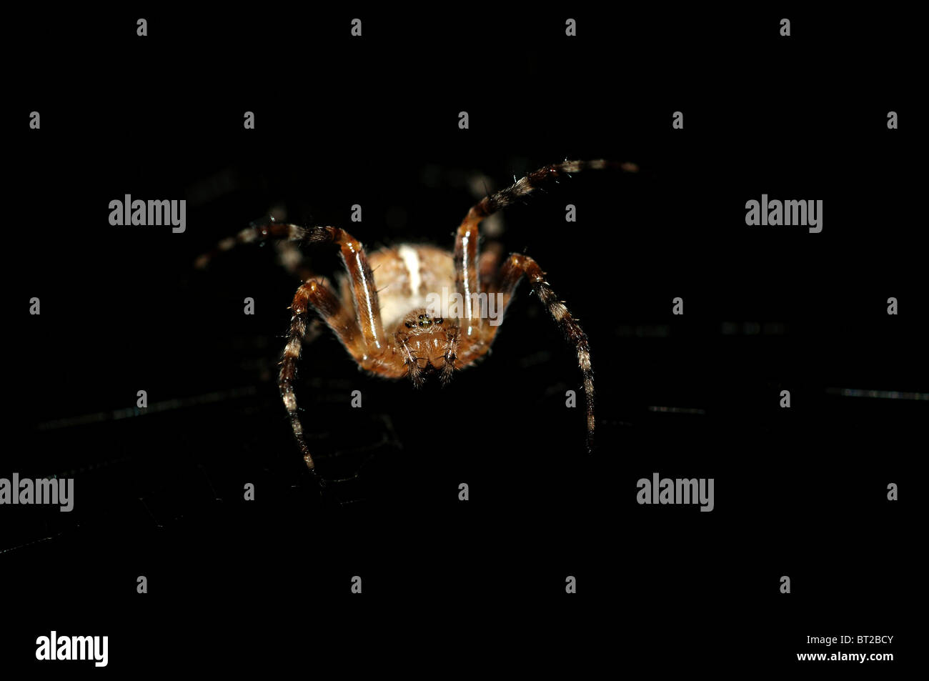 Croce Spider (Araneus diadematus) attaccare dal buio nero Foto Stock